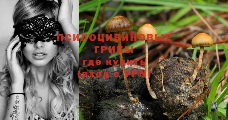 Галлюциногенные грибы Psilocybe  даркнет сайт  площадка формула  Каменка 